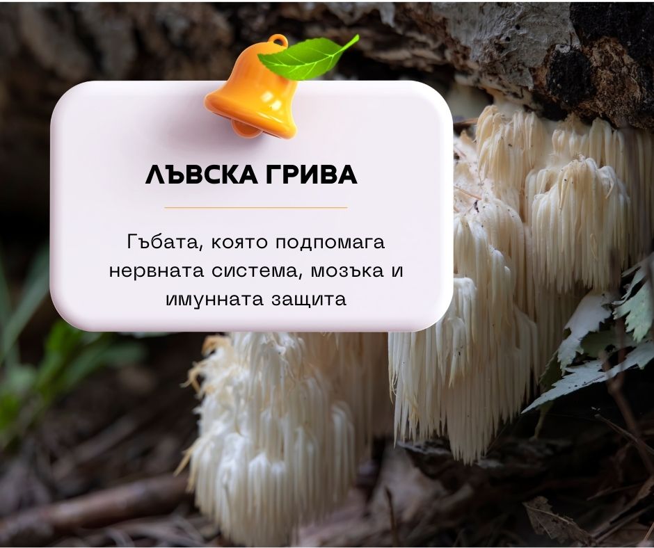 Лъвска грива (Hericium erinaceus) – гъбата, която подпомага възстановяването на нервната система и мозъка